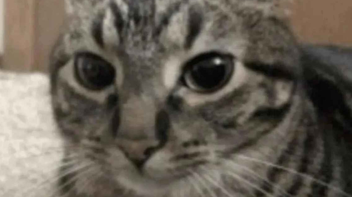 Purgatussy