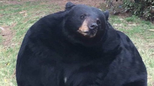B     I     G      Chonker
