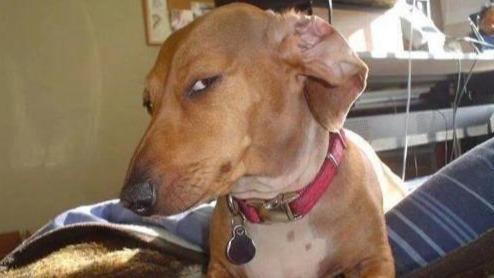 Dogless Bashing