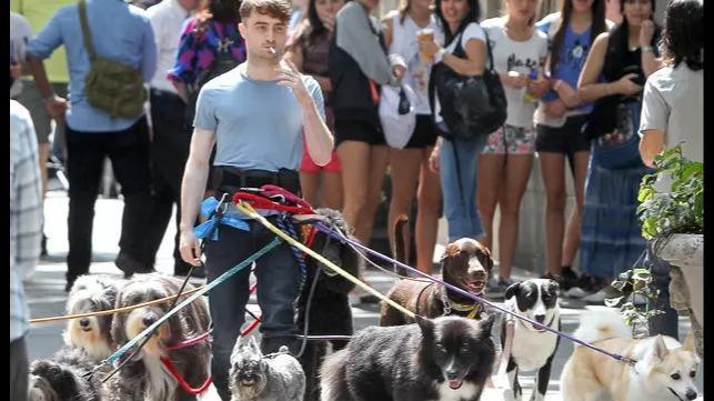 Dog Walker