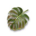 Fan Leaf