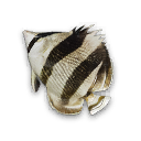 Banded Butterflyfish