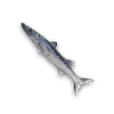 Barracuda