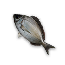 Black Bream