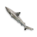 Blacktip Shark