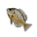 Bluegill