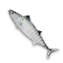 Striped Mackerel