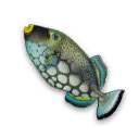 Blue Filefish