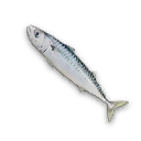 Mackerel