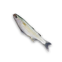 Flathead Gray Mullet