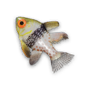 Pajama Cardinalfish