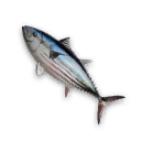 Skipjack Tuna