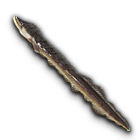 Swamp Eel