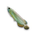 Arowana