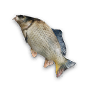 Solisium Carp