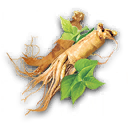 Rare Dried Root