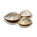 Clam