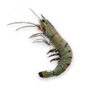 Bait Shrimp