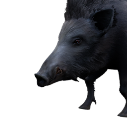 Fanged Boar