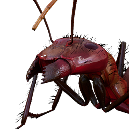 Starving Blood Ant