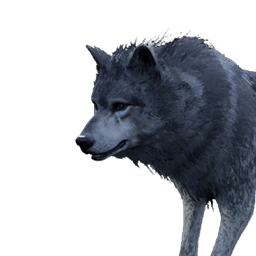 Blackhowl Wolf