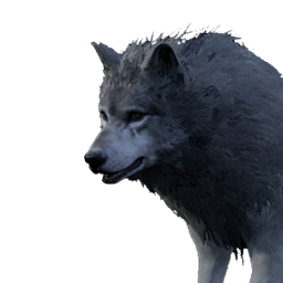 Gray Wolf