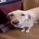 Butter Dog