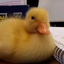 potatomandoo