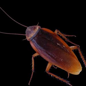 RoachetinGilgameshTheThird