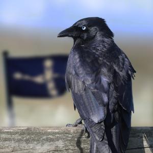 Australian Raven