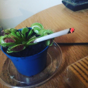 salletruffian