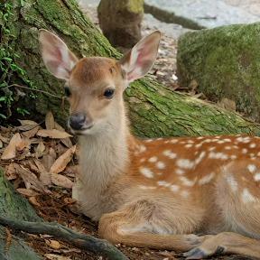 mysticaldeer