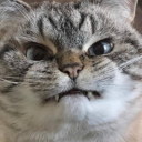 cheezerbreezer