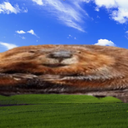 glassshahk