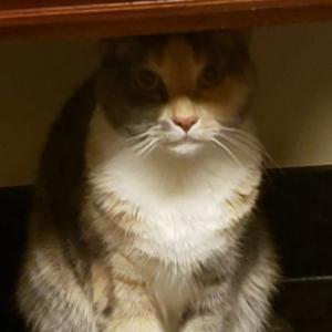 whisker
